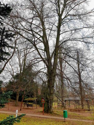 Fagus sylvatica 'Purpurea' buk lesní – památný strom